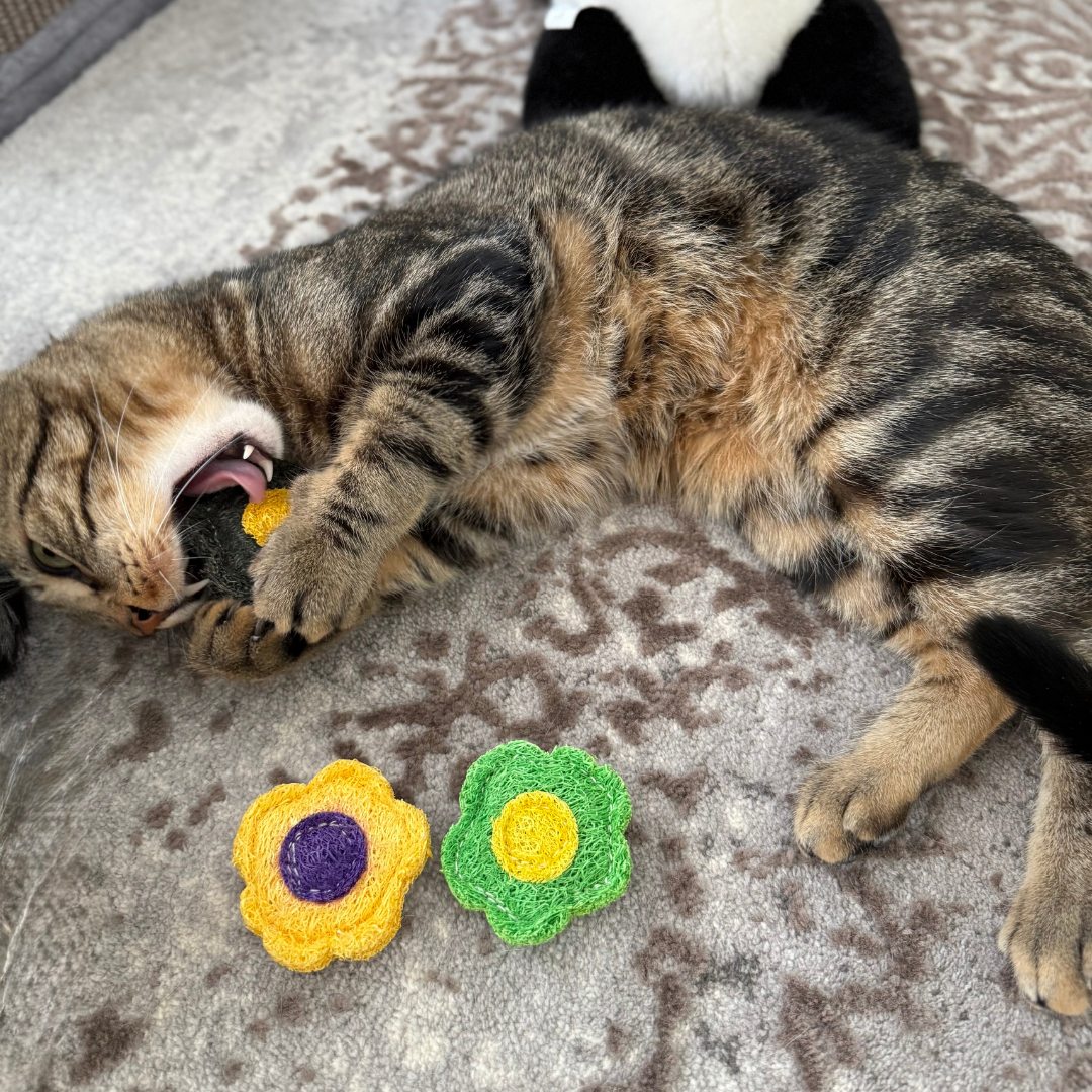Cat playing with BloomChase