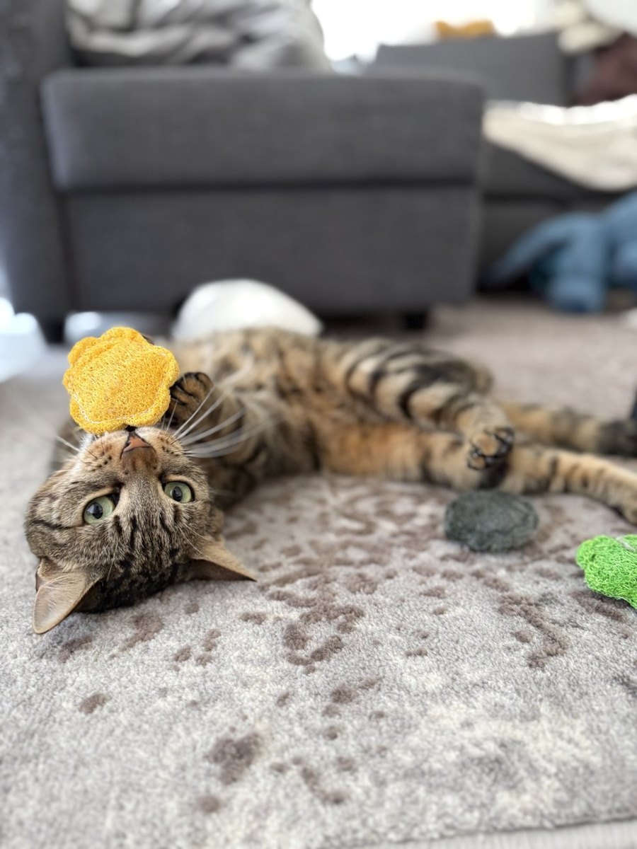 Cat choosing a BloomChase flower
