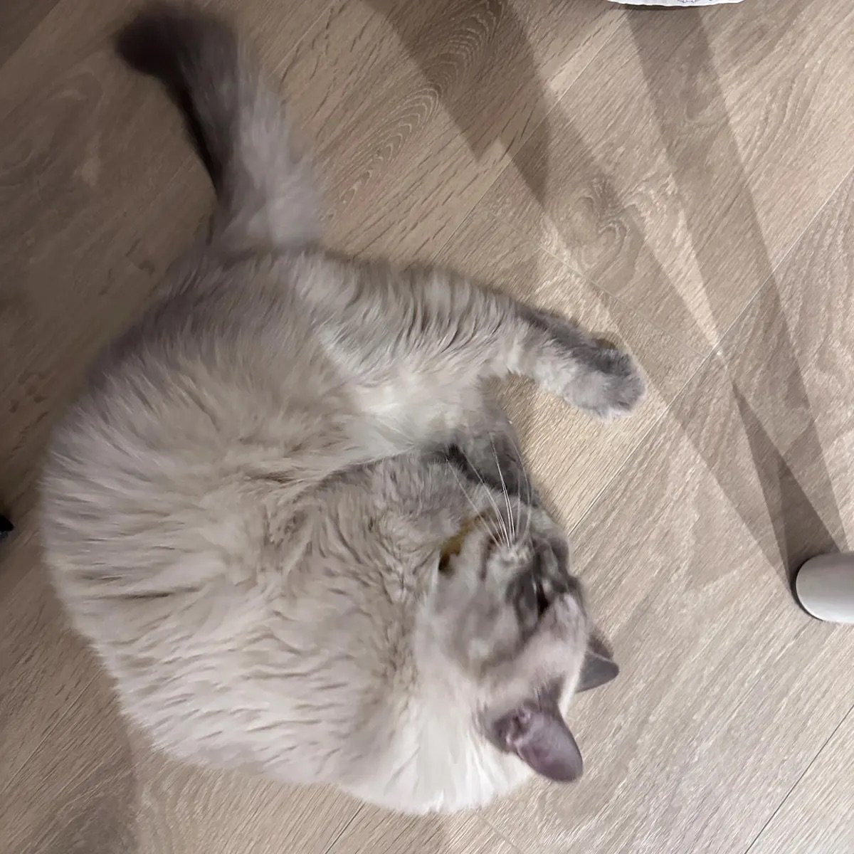 Chloe's cats with BloomChase
