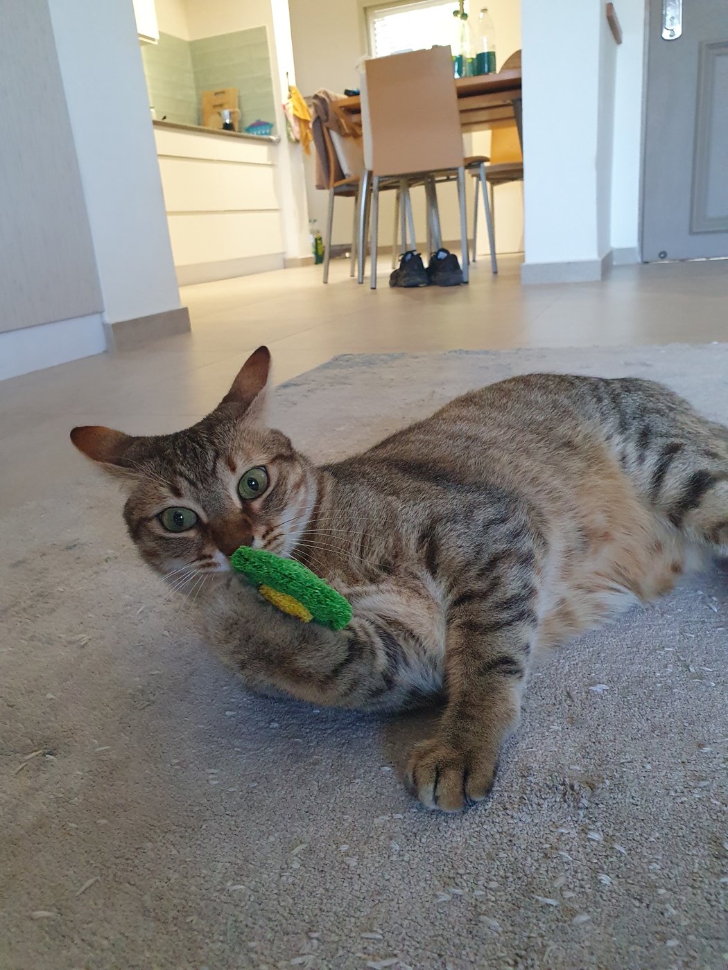 Matan's cat with BloomChase