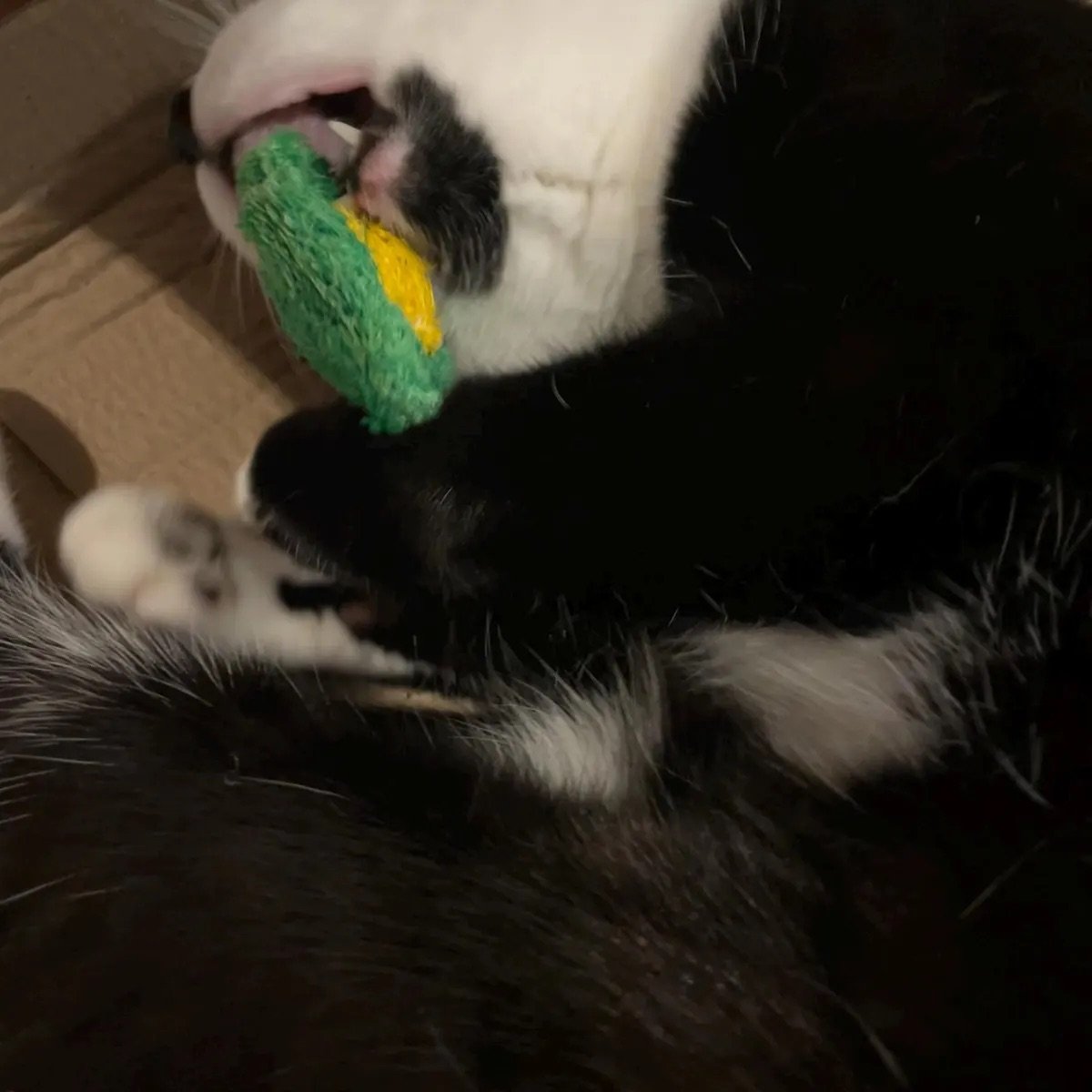 sloosman's cat with BloomChase