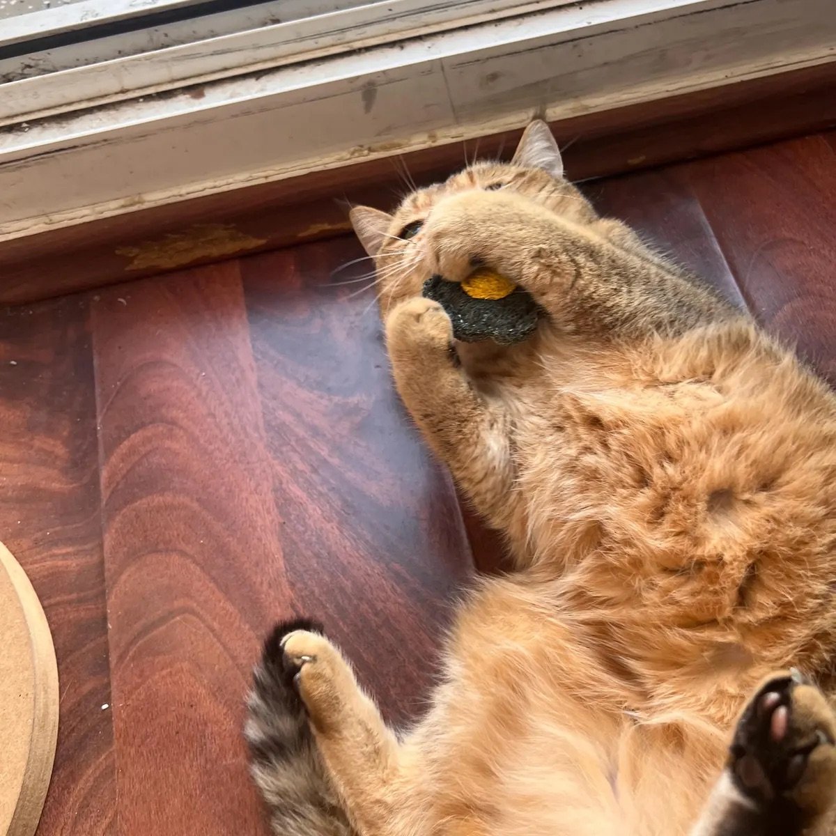 Tina's cat with BloomChase