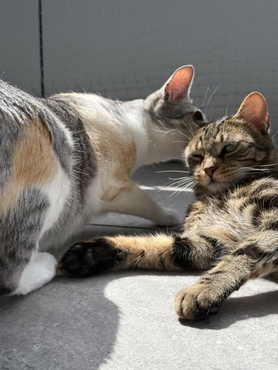 Two cats resting gently in the sun