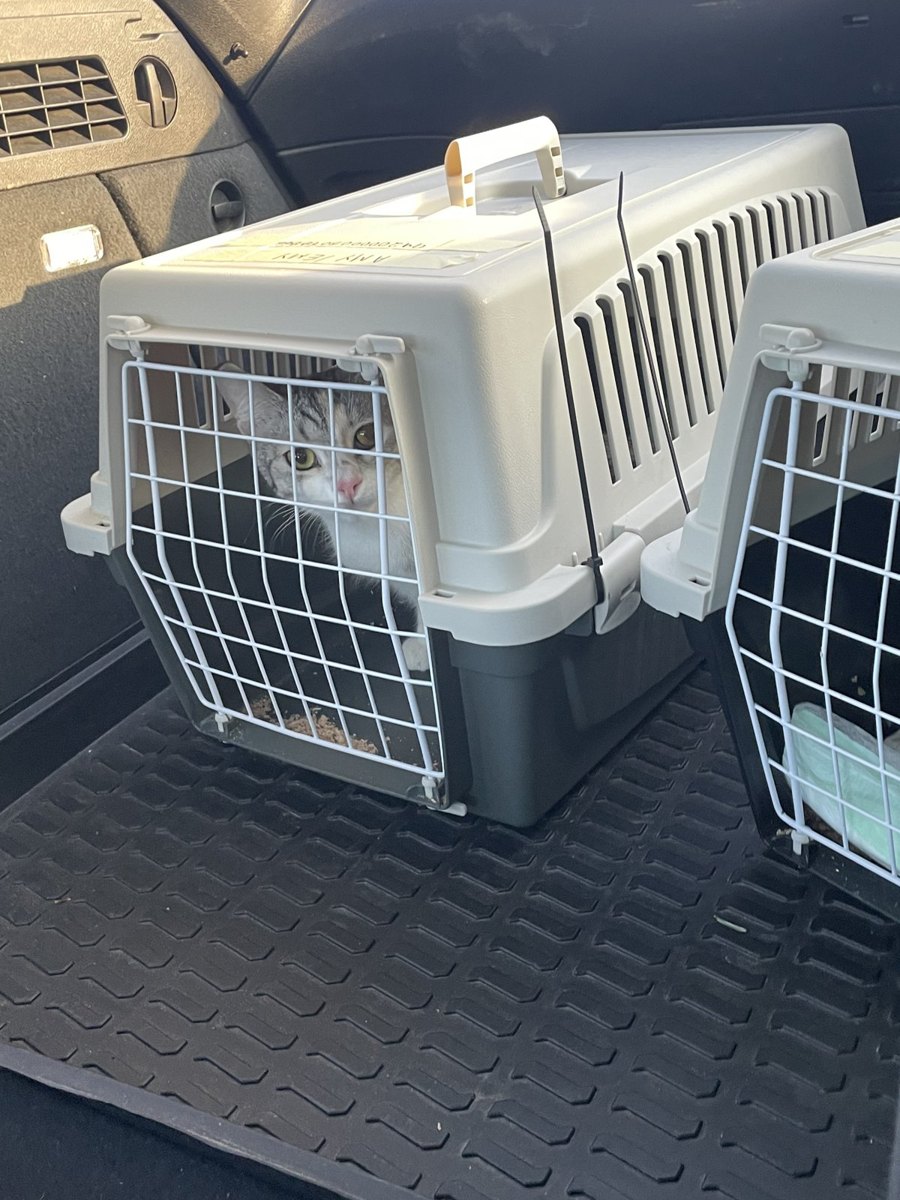 Our cats arriving home in a carrier