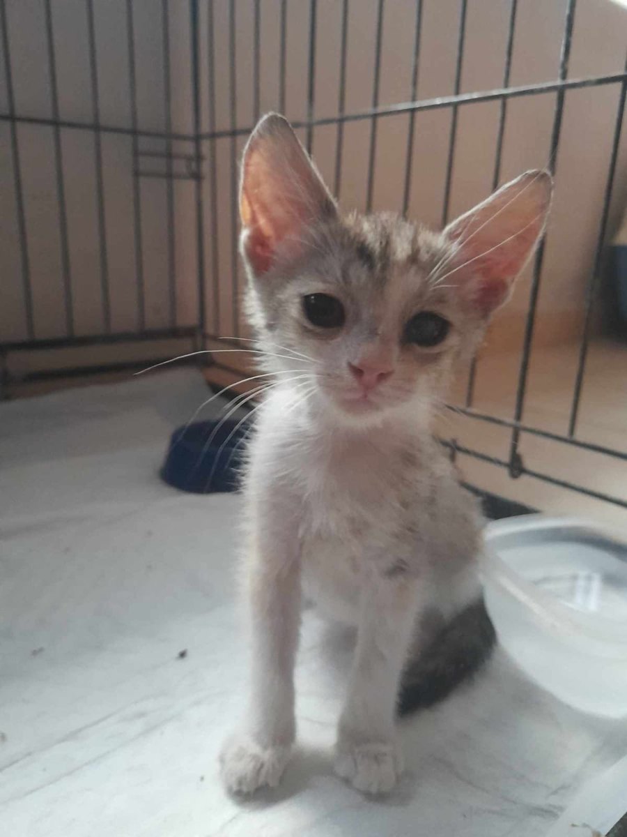 Rescued kitten Amy