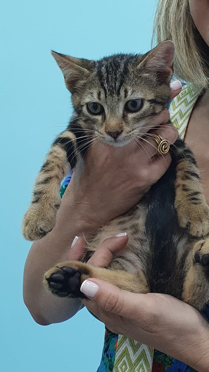 Holding our kitten Butter